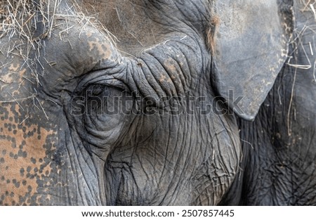 Similar – Image, Stock Photo The old elephant is alone in the Etosha pan. I wonder what he’s been through…