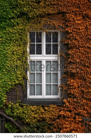 Similar – Foto Bild Efeu an der Fassade berlin