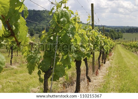 Close up of grapevines at vineyard on the North Downs. Dorking. Surrey. England