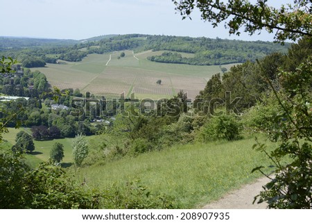 View over vineyard and countryside from Box Hill near Dorking. Surrey. England. With heat haze.