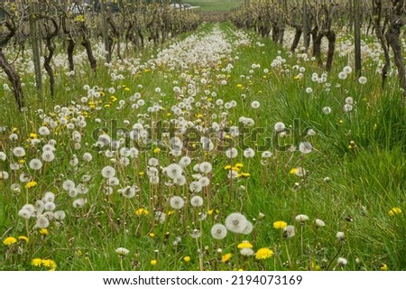 Similar – Foto Bild Samenstände der Traubenhyazinthe | Farbwechsel von kräftigem blauviolett zu hellbeige