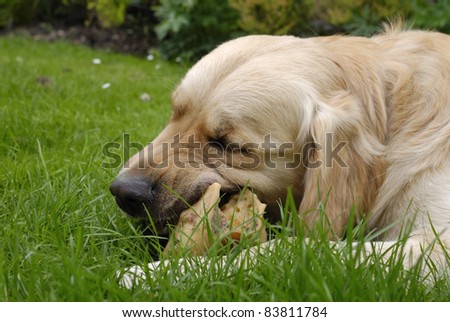 Close up of Golden Retriever dog chewing on a bone in garden.