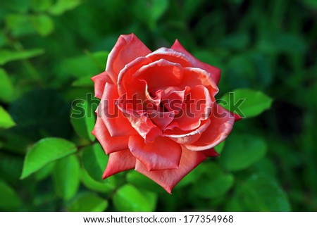 Red rose. Plant flower close up