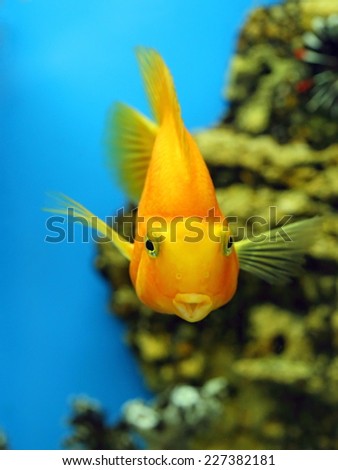 Cichlasoma parrot. Aquarian fish close up