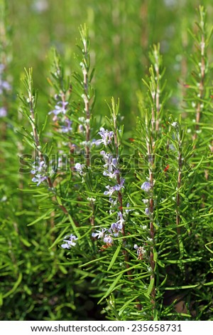 Rosmarinus officinalis. The blossoming plant in the summer afternoon