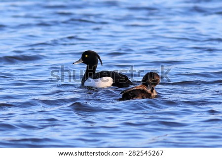 Aythya fuligula. The female and a male float on the lake