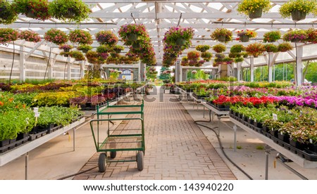 nursery of flowers and plants for garden in greenhouse