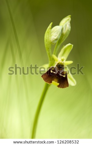 Spider-orchid (Ophrys holoserica) flowering at the edge of a forest on a bright day in late May. Cerknica, Slovenia.