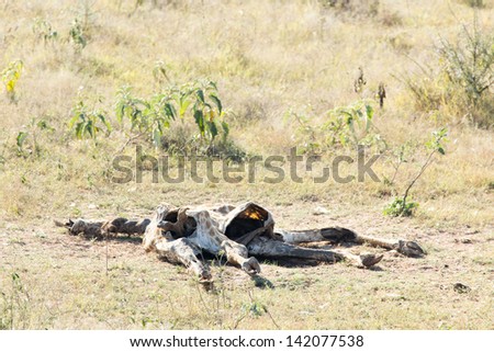 Body of a decaying giraffe body lying in a grass land