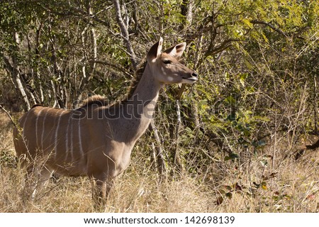 An alert greater Kudu cow listening with big ears