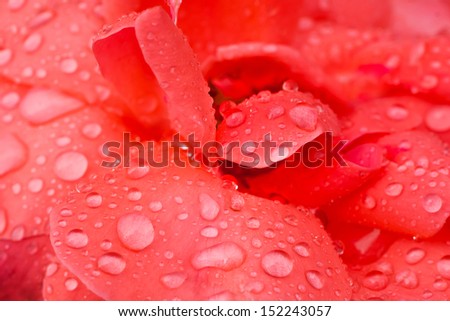 Flower petals closeup with drops of water in the background