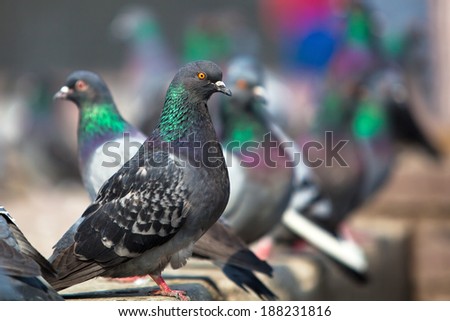 Pigeon closeup