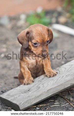 Sad dachshund puppy