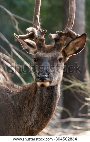 Deer head closeup