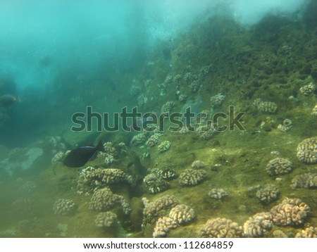 underwater in an aquarium, blue green water, coral, fish, rocks, sand and algae