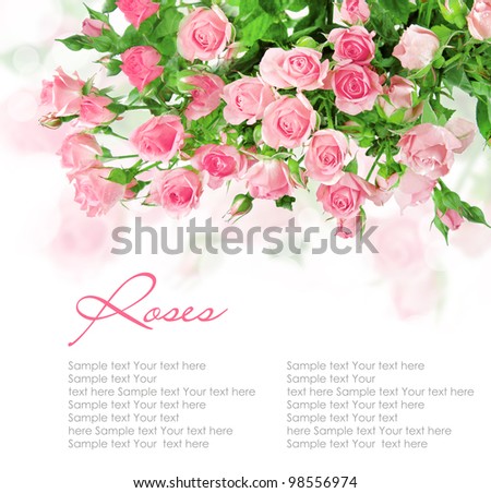 pink roses postcard design on white