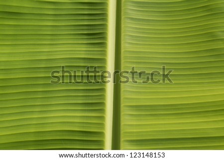 Close up of fresh banana leaf, banana leaf texture