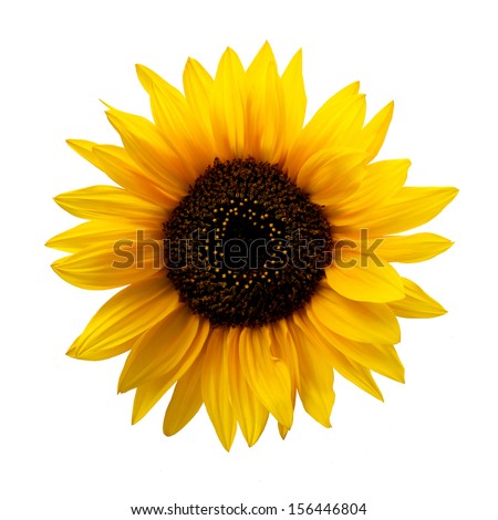 Similar – Image, Stock Photo Sunflower heads Sunflowers