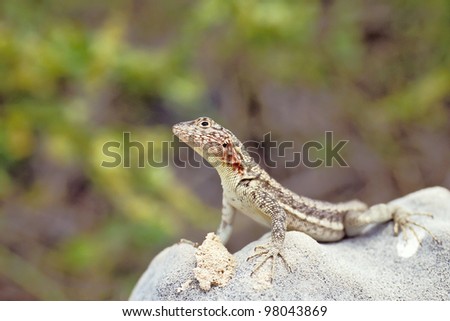 Lava lizard (Tropidurus spp.) on Santa Fe, Galapagos Islands, Ecuador