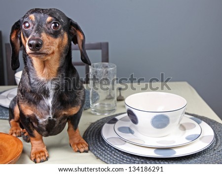 Raiding the Dinner Table/Small dachshund caught on table helping herself from ceramic bowls against blue background