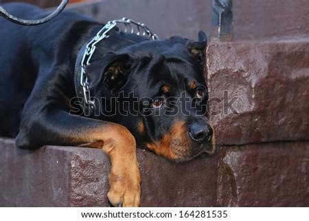 Black & brindle rottweiler wearing chain collar resting head on cement steps