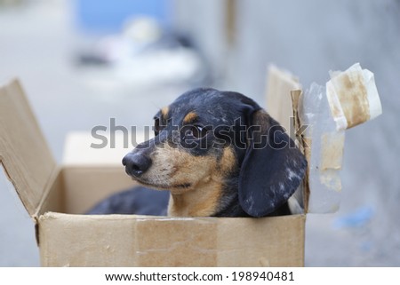 Small dog in dirty box on garbage-strewn sidewalk looking sad & frightened after having been discarded