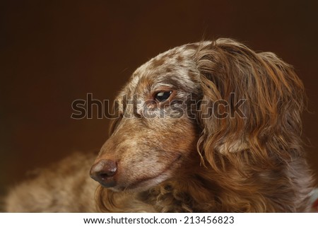 Elder dappled longhair dachshund in close up with red-brown background