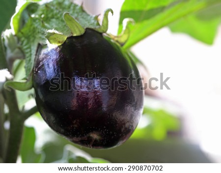 Italian eggplant growing in vine in garden shot in natural light