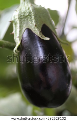 Nearly ripe Italian eggplant (aubergine) on vine in natural light