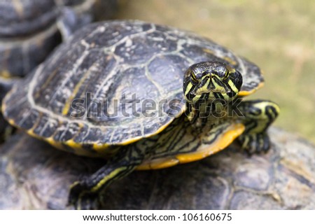 close up of a tough little turtle
