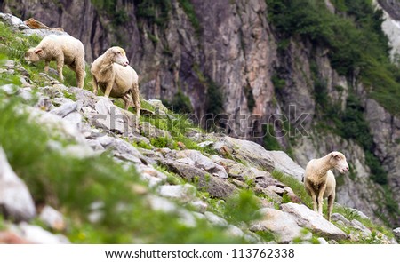 A couple of mountain sheeps looking after their young in the mountains