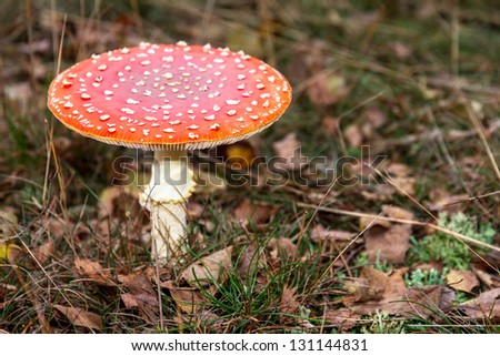 Red white spotted fly agaric, amanita, muscaria, in autumn