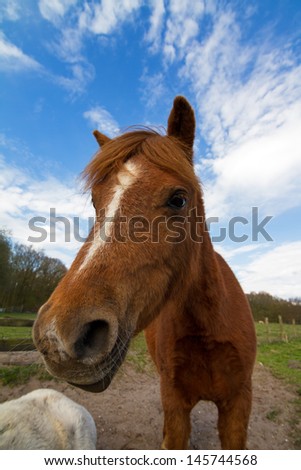 Close up wide angle portrait of a horse in a field in the Netherlands