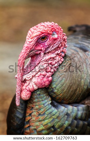 Close up portrait of a beautiful domesticated turkey in the Netherlands