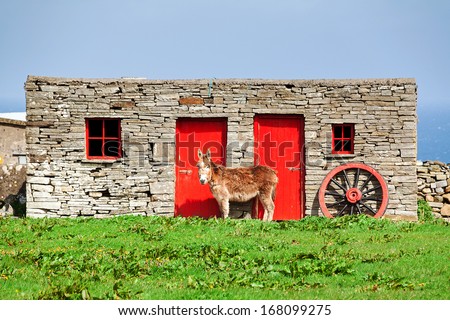 Donkey standing in front a barn in the countryside of Ireland