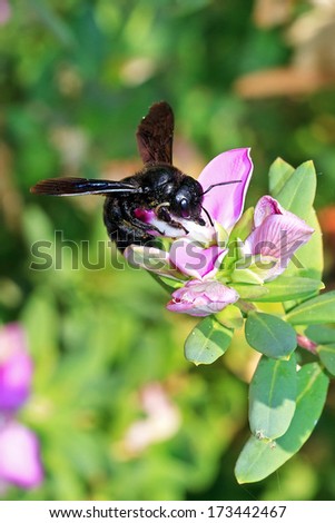 Xylocopa violacea, the violet carpenter bee, is the common European species of carpenter bee, and one of the largest bees in Europe