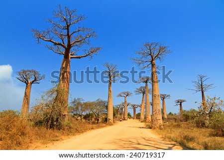 Beautiful Baobab trees at the avenue of the baobabs in Madagascar