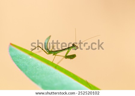 Beautiful small praying mantis (order Mantodea) in the Tsingy de Bemaraha Strict Nature Reserve in Madagascar