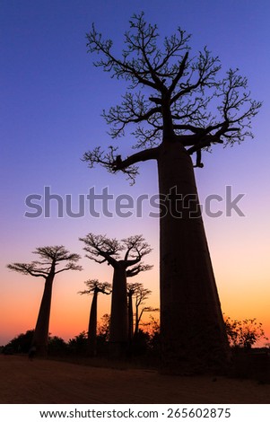 Beautiful Baobab trees after sunset at the avenue of the baobabs in Madagascar