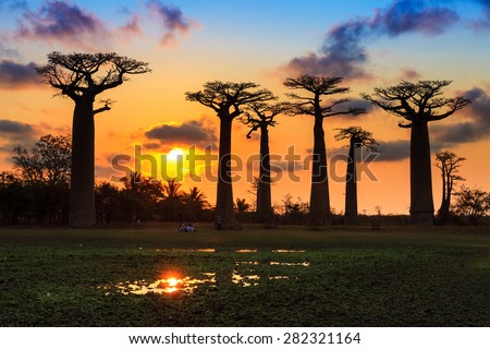 Beautiful Baobab trees at sunset at the avenue of the baobabs in Madagascar