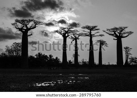 Beautiful Baobab trees at sunset at the avenue of the baobabs in Madagascar in black and white