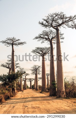 Beautiful Baobab trees at the avenue of the baobabs in Madagascar