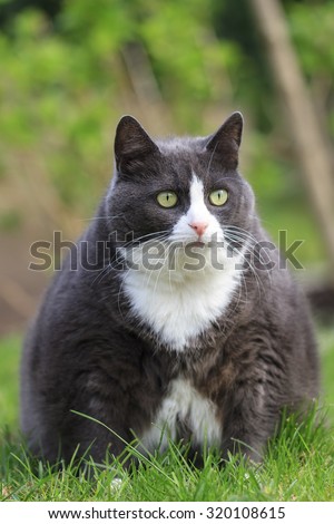 Portrait of a beautiful hungry obese kitty cat in the garden in spring, looking extremely hungry