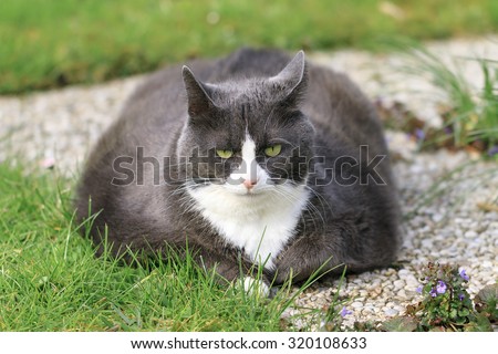 Beautiful obese cat spread out on the grass in the garden, tired and hungry after a workout