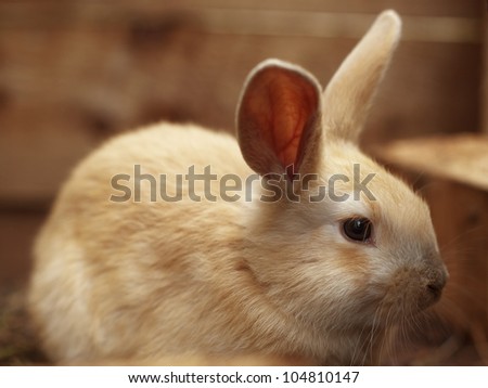 close up portrait image of a bunny rabbit