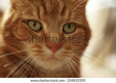 close up portrait shot of a pet cat, not really looking all cute and cuddly more like it's seen something it wants