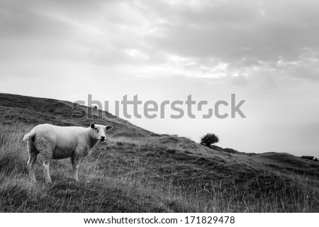 Sheep grazing on a hillside, England