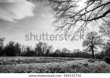 large daffodil fields woods in essex england, the first signs of spring is on it\'s way