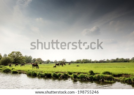 essex countryside  image with a group of horses near water