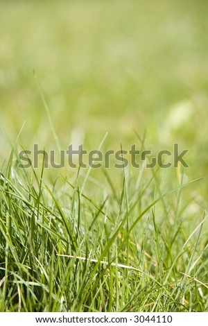 low view point of green grass